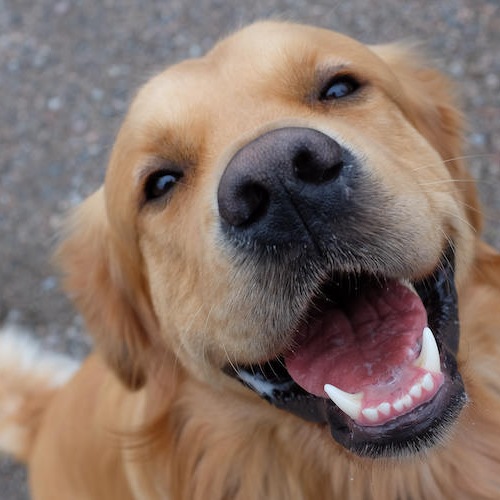 Dog smiling at viewer